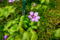 Butterwort Carnivorous Blumensamen zur Aussaat Anzucht Traditionssorte & ohne Gentechnik Samen Hausgarten
