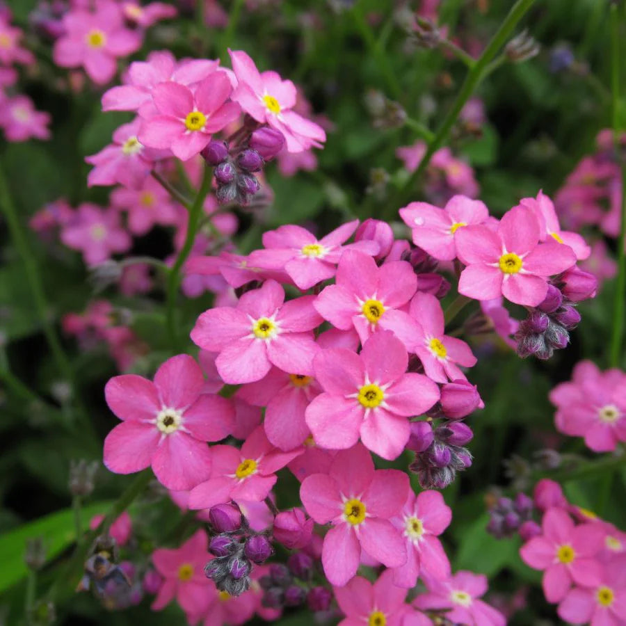 Myosotis Sylvatica Blumensamen zur Aussaat Wildblume Mischung Traditionssorte & ohne Gentechnik Samen Hausgarten