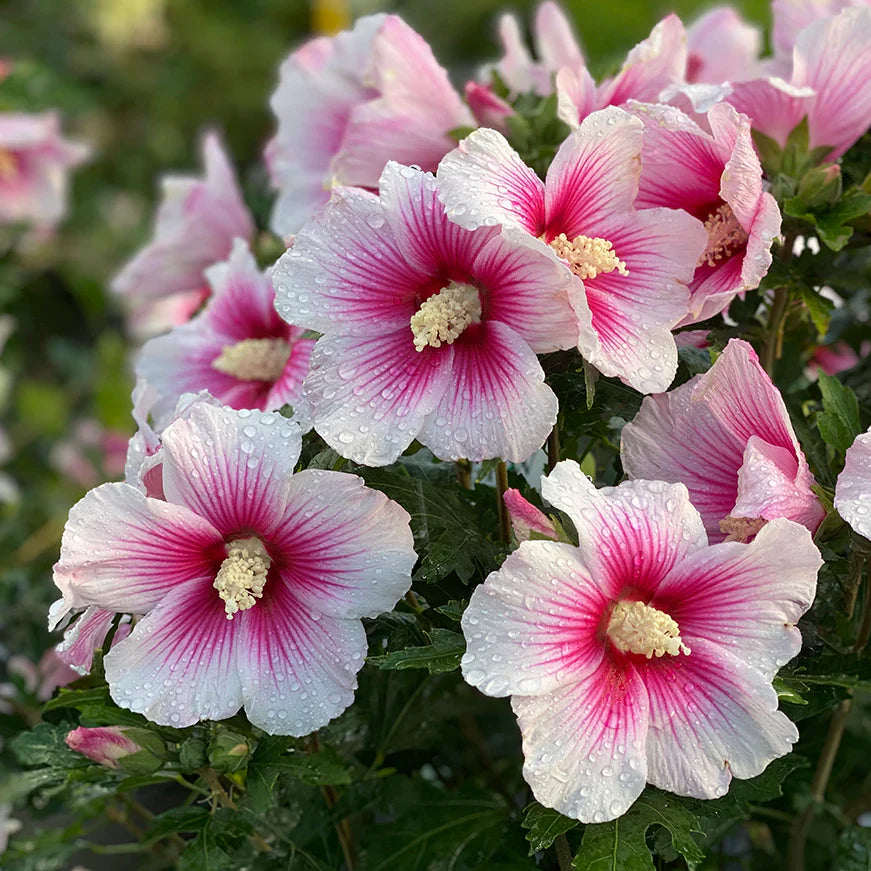 Ornamental rosa hibiscus syriacus shrub