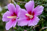 Pollinators visiting rosa hibiscus syriacus blooms