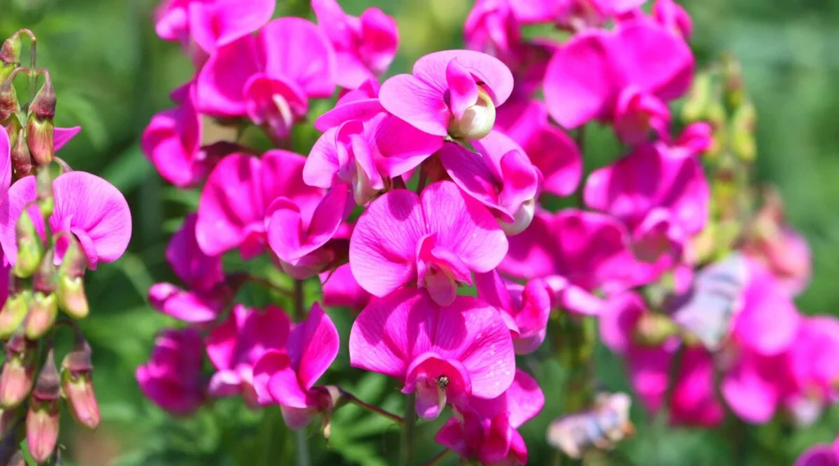 Rosa lathyrus lord anson's blumen for bouquets