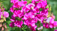 Rosa lathyrus lord anson's blumen for bouquets