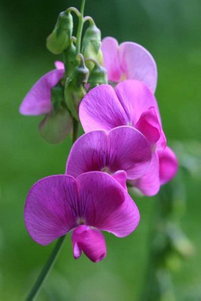 Non gmo rosa lathyrus lord anson's blume samen