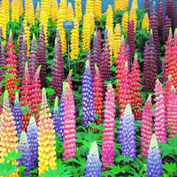 Lupine rosa blume samen for anpflanzung