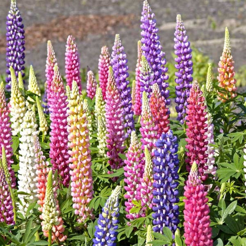 Non gmo rosa lupine samen