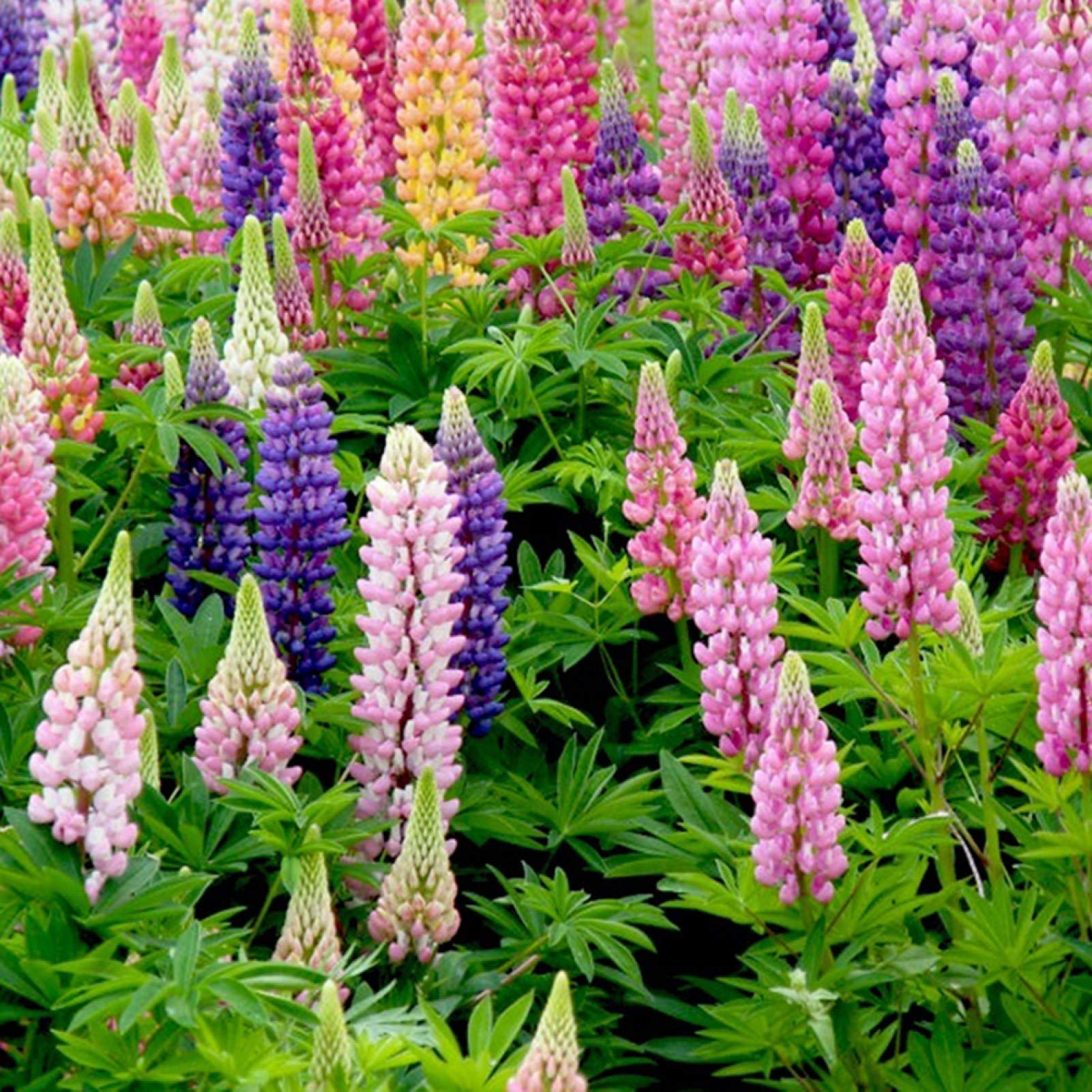 Ornamental rosa lupine flowering pflanze