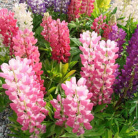 Rosa lupine in pollinator garten