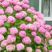 hell Rosa Hortensie Blumensamen zur Aussaat – lang Blüte Saison – Traditionssorte & ohne Gentechnik Samen Hausgarten