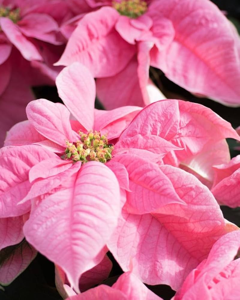 Non-gmo rosa poinsettia samen