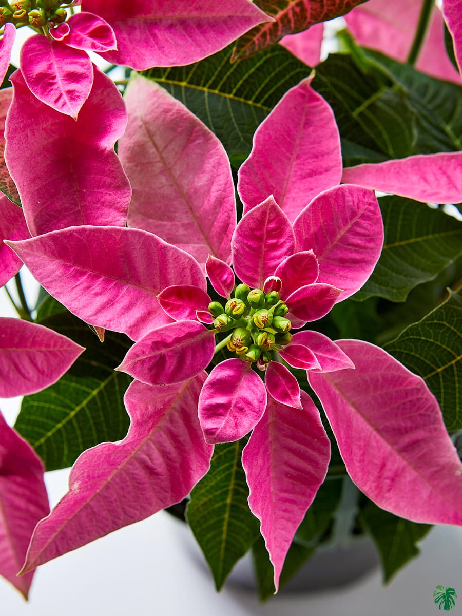 Ornamental rosa poinsettia pflanze in topf