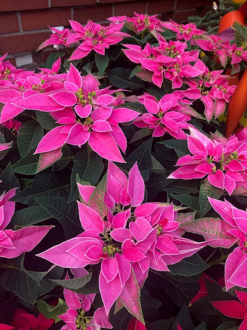 Rosa poinsettia pflanze samen for anpflanzung