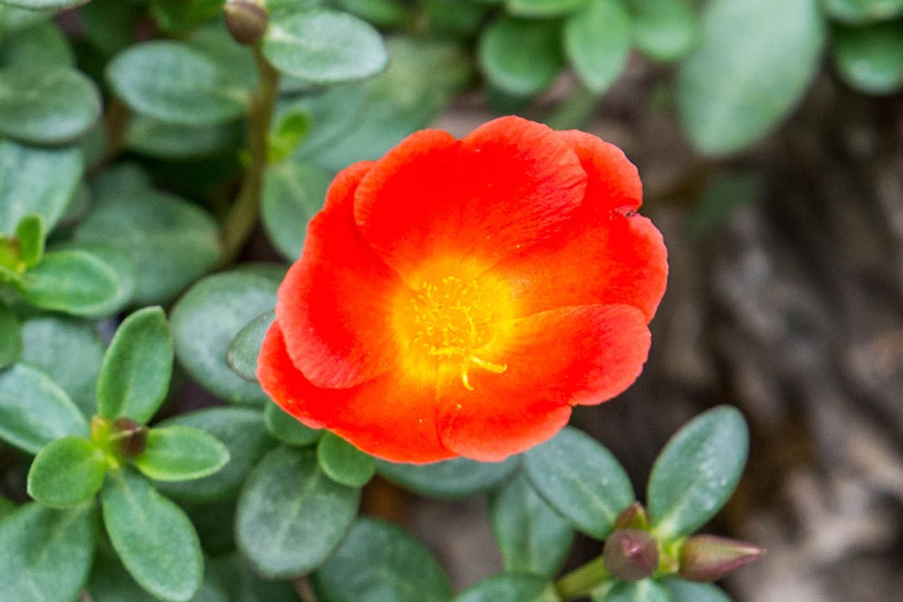 Rosa portulaca rose used as garten ground cover