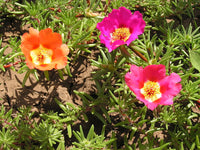 Potted rosa portulaca rose pflanze