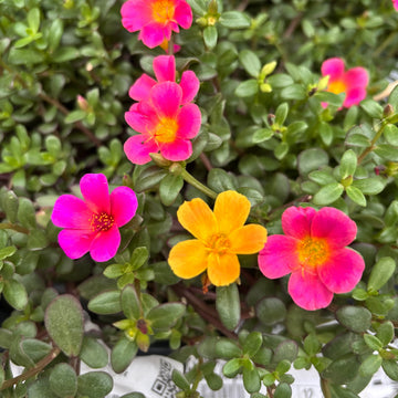 Rosa portulaca rose blume samen for anpflanzung