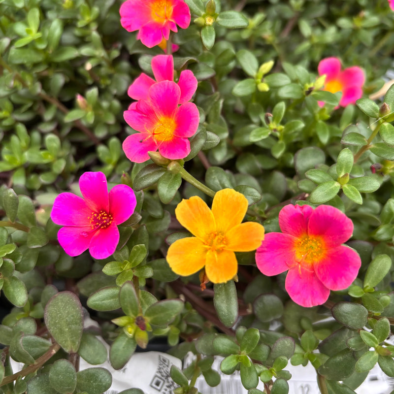 Rosa portulaca rose blume samen for anpflanzung
