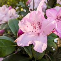 Rhododendron Blumensamen zur Aussaat lang Blüte Saison Traditionssorte & ohne Gentechnik Samen Hausgarten