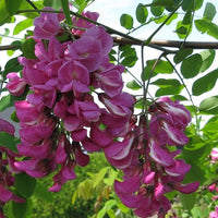 Non-gmo rosa rose locust samen