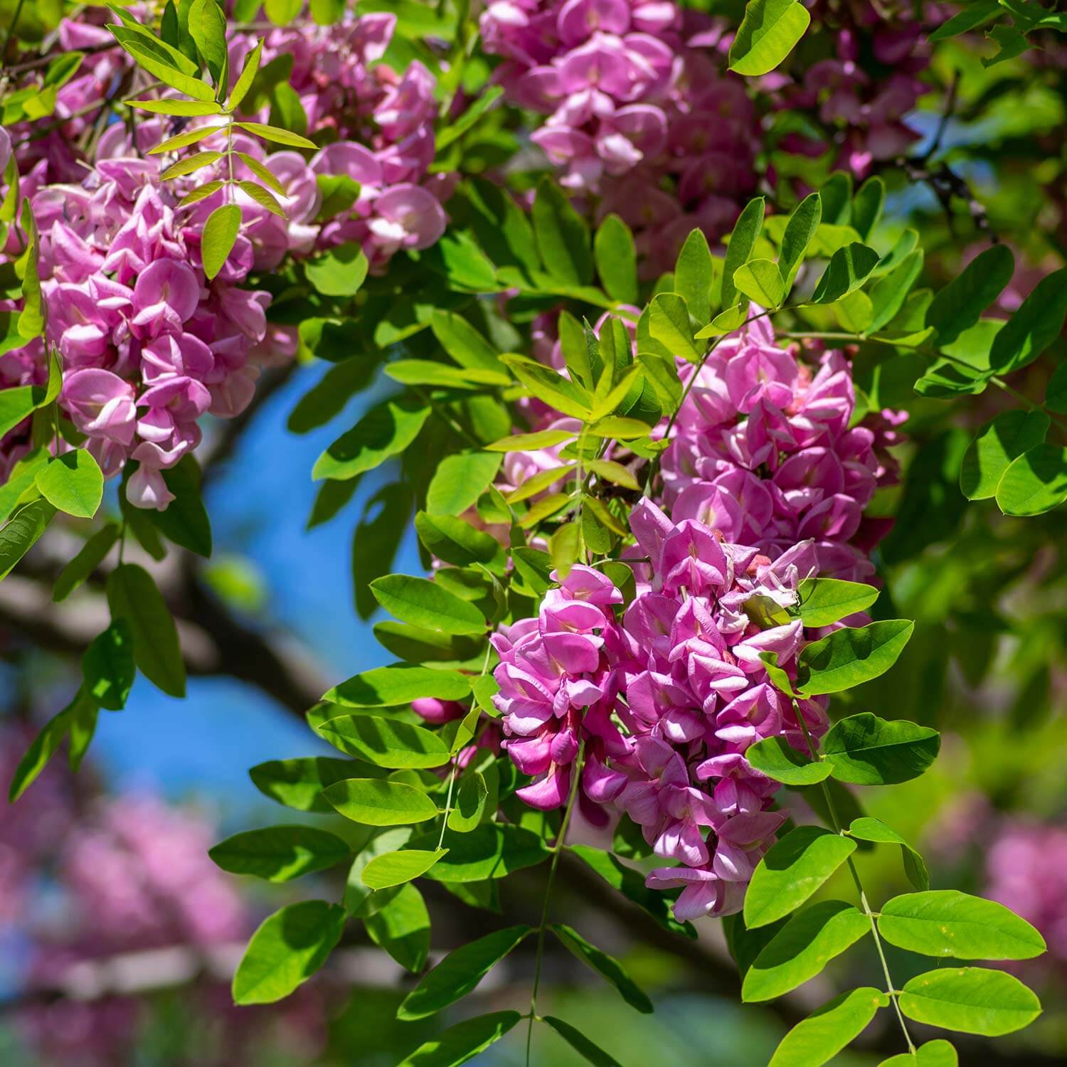 Ornamental rosa rose locust tree in landscape