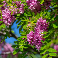 Ornamental rosa rose locust tree in landscape