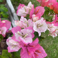 Non gmo rosa weiß bougainvillea blume samen
