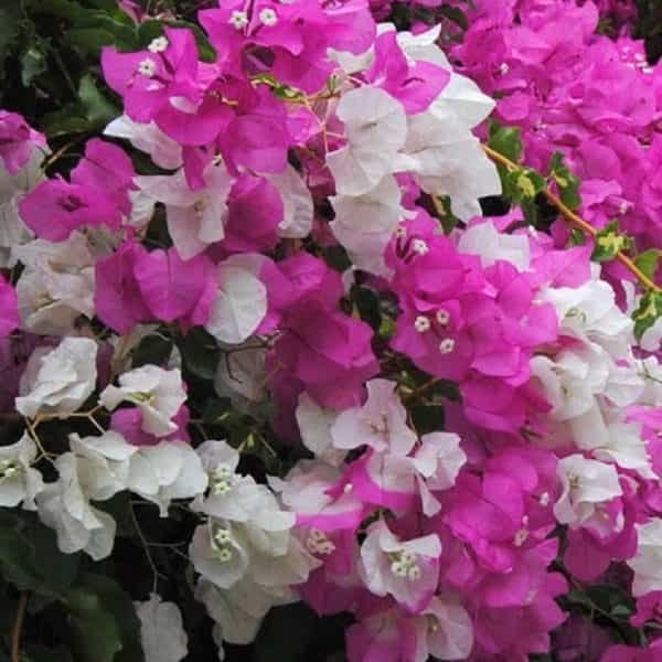 Ornamental rosa weiß bougainvillea climbing vine