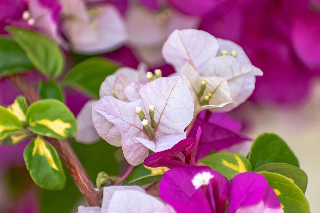 Rosa weiß bougainvillea on garten wall