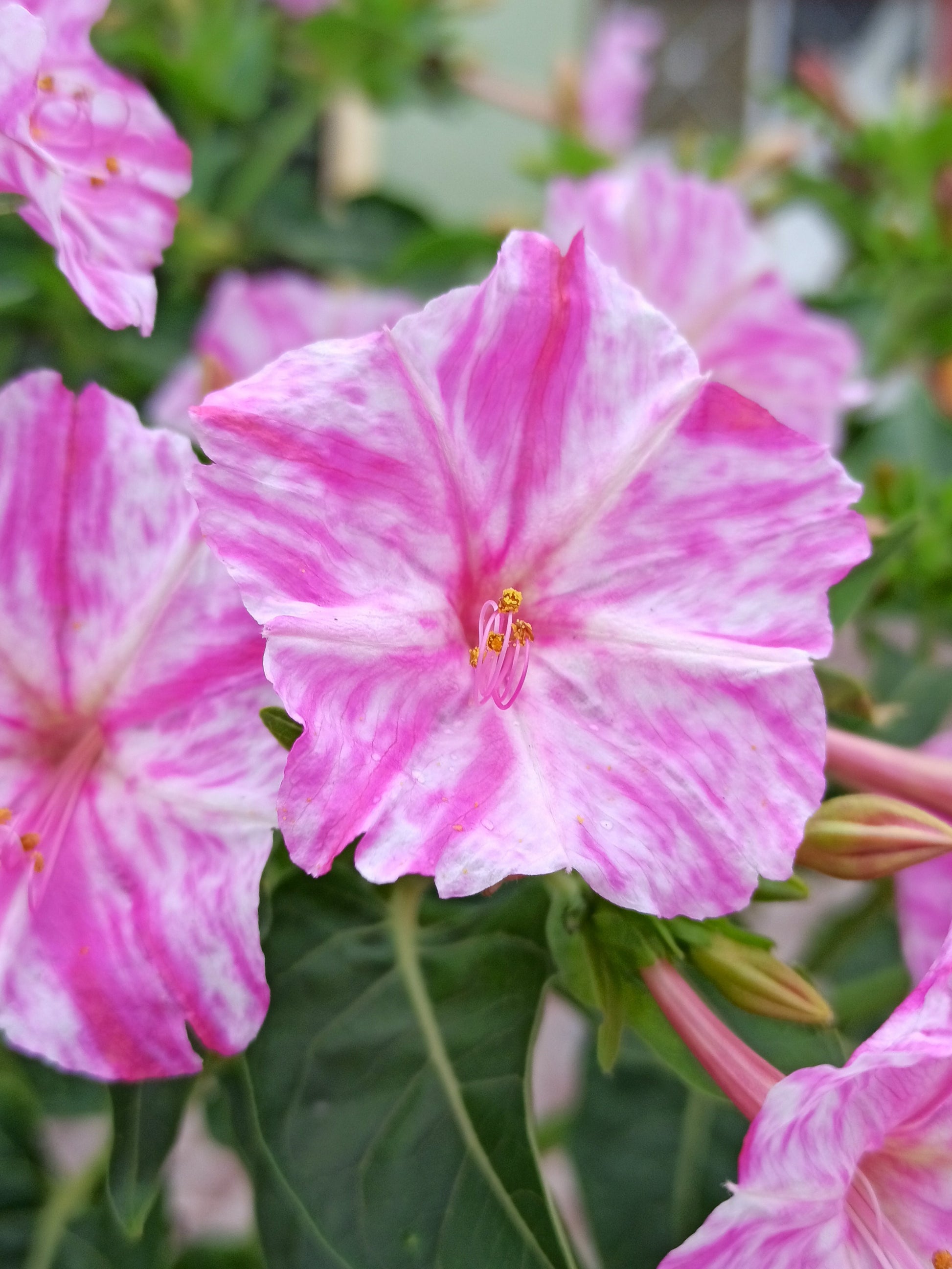 Rosa weiß mirabilis blumen blooming in garten