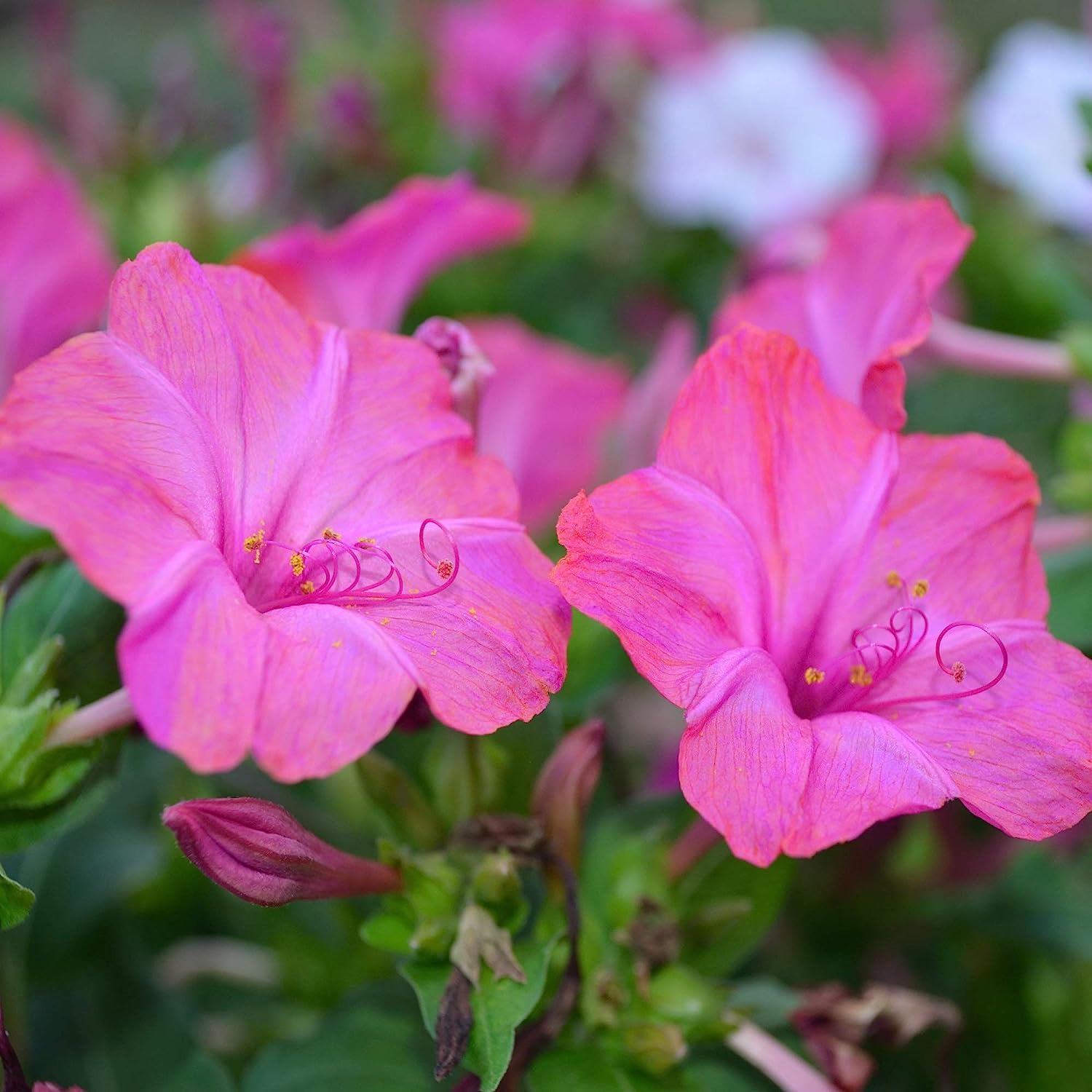 Non gmo rosa weiß mirabilis samen