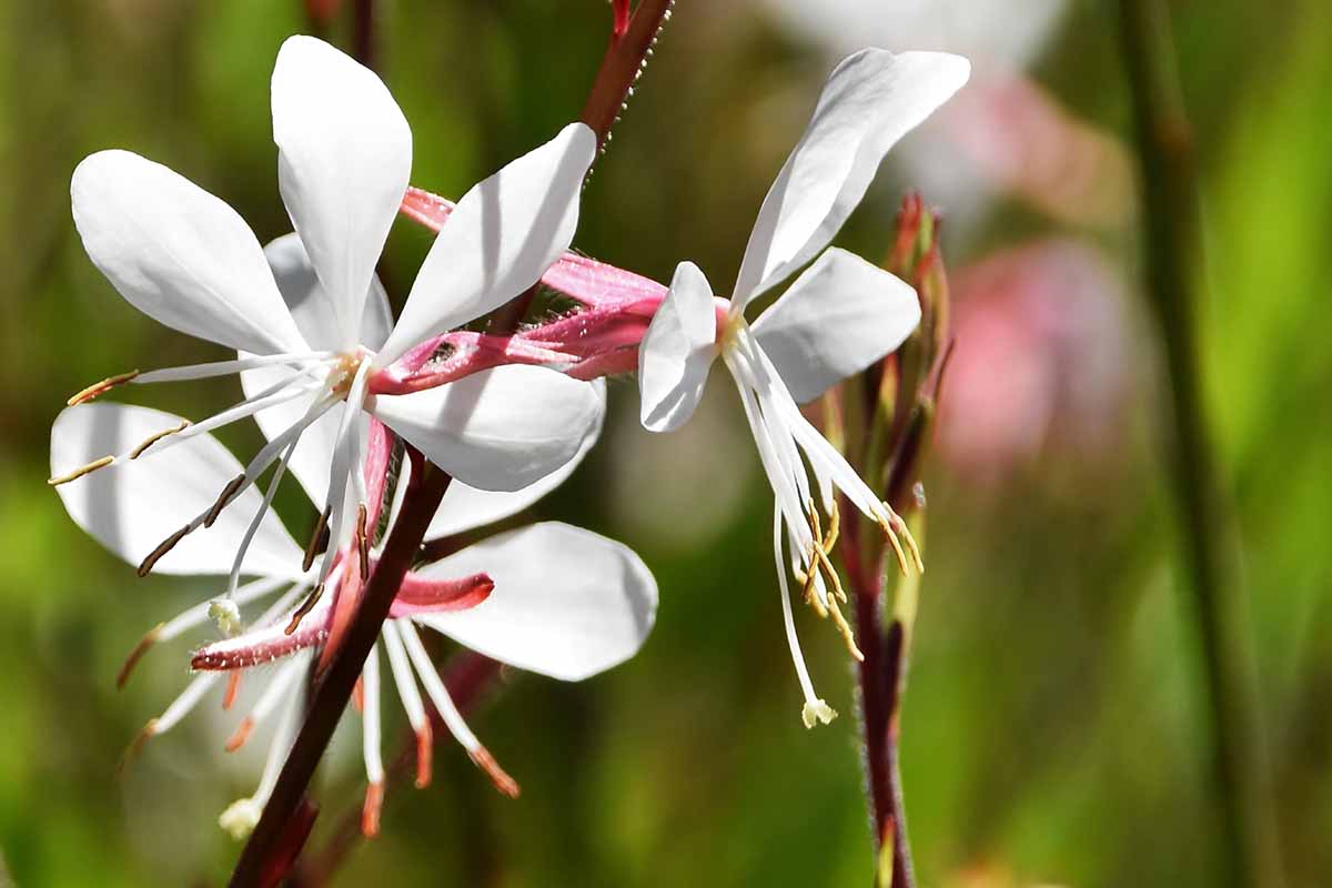 Lindheimeri Blumensamen zur Aussaat – Bestäuber freundlich – Traditionssorte & ohne Gentechnik Samen Hausgarten