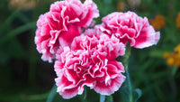 Rosa Nelke Caryophyllus Blumensamen zur Aussaat Drought verträglich Traditionssorte & ohne Gentechnik Samen Hausgarten