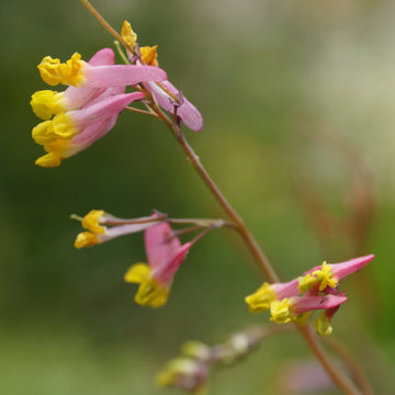 Corydalis Sempervirens Blumensamen zur Aussaat ideal Rabatten Traditionssorte & ohne Gentechnik Samen Hausgarten
