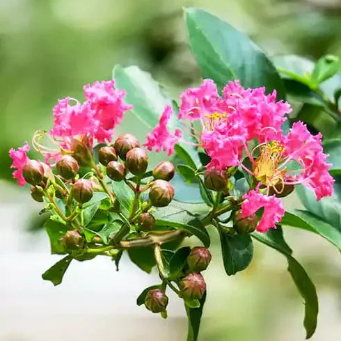 Semi di mirto crespo rosa da seminare – coltivazione – varietà tradizionale e non geneticamente modificata, semi per l’orto domestico