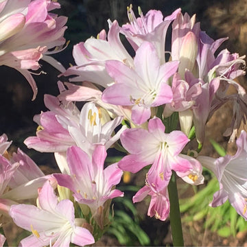 Rosa Agapanthus Samen fuer Garten