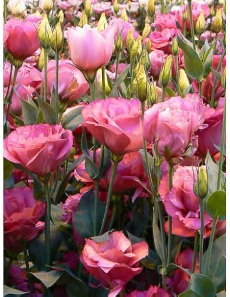 Rosa and weiß eustoma blume samen