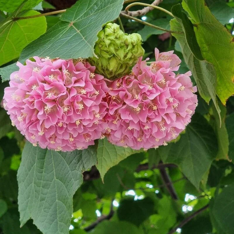 Dombeya Blumensamen zur Aussaat – saisonal Dauerblüher – Traditionssorte & ohne Gentechnik Samen Hausgarten