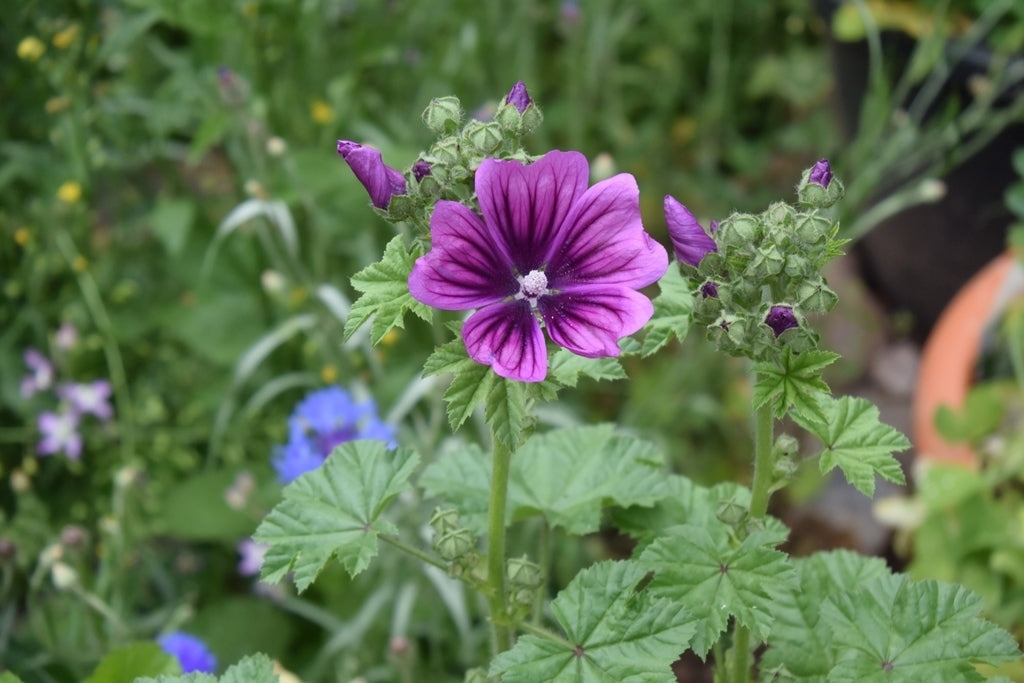 Non-gmo casa malva samen for easy anpflanzung