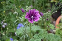Non-gmo casa malva samen for easy anpflanzung