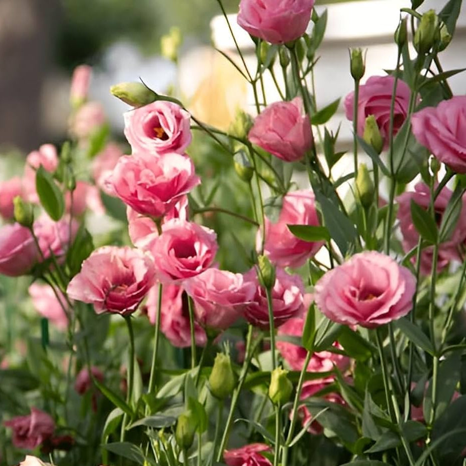 Elegant rosa eustoma garten blooms
