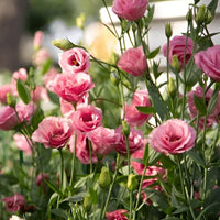 Elegant rosa eustoma garten blooms
