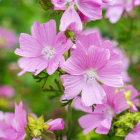 Malva moschata samen for home gardens
