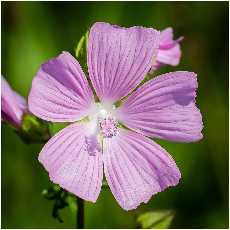 Rosa musk mallow samen for anpflanzung