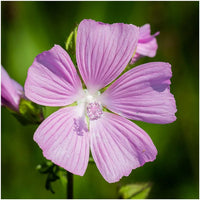 Rosa musk mallow samen for anpflanzung
