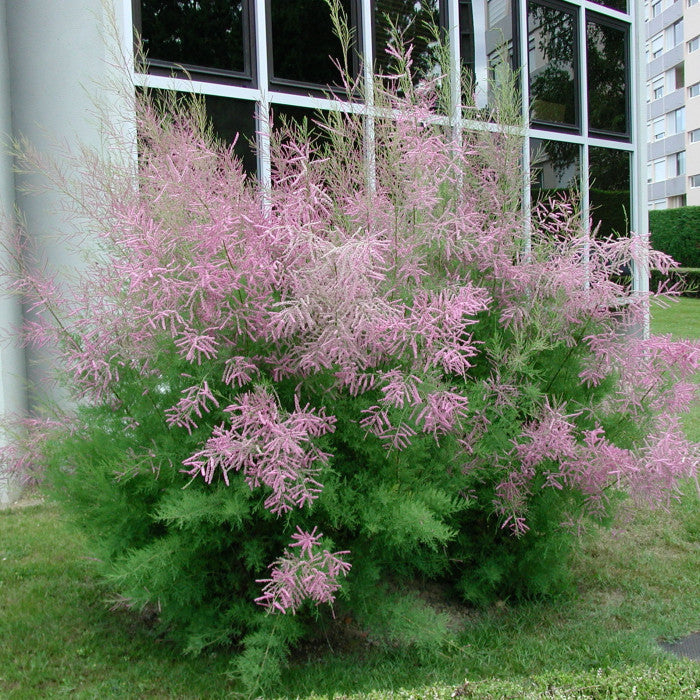 Rosa shrub pflanze samen for landscaping