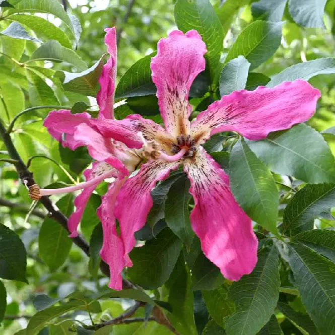 Chorisia Insignis Blumensamen zur Aussaat – hochwertige Qualitäts- – Traditionssorte & ohne Gentechnik Samen Hausgarten
