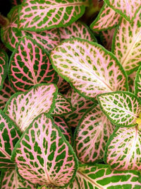 Mischung Fittonia Nerve Blumensamen zur Aussaat Schnitt Blume beliebt Traditionssorte & ohne Gentechnik Samen Hausgarten