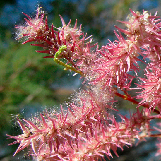 Rosa tamarisk blumen for garten
