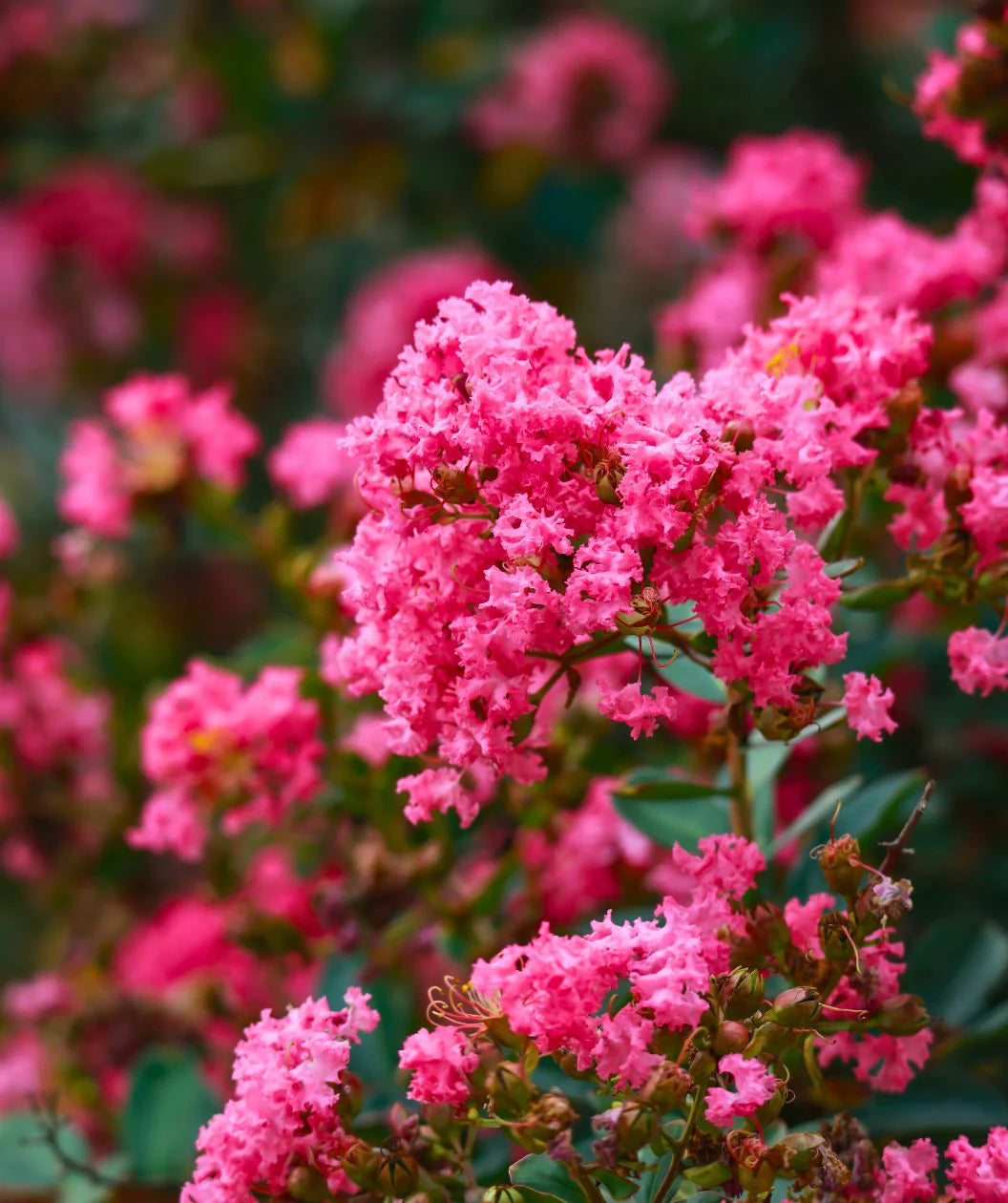 Myrtle Rosa Blumensamen zur Aussaat leuchtend Blüten für Ihren Garten