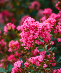 Myrtle Rosa Blumensamen zur Aussaat leuchtend Blüten für Ihren Garten