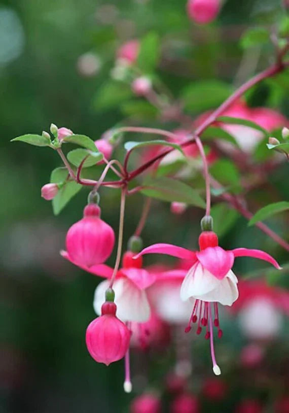 Rosa and weiß fuchsia garten blooms
