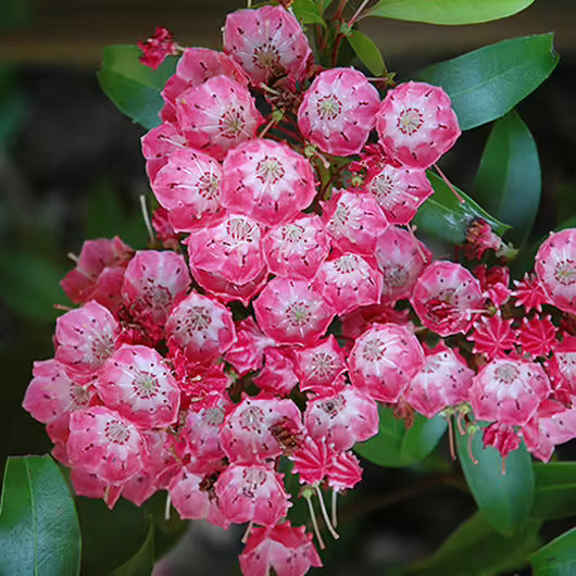 Rosa Laurel Samen zur Aussaat – elegant Rosa Blüten Garten und Rabatten